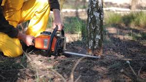 Best Tree Disease Treatment  in Fort Valley, GA