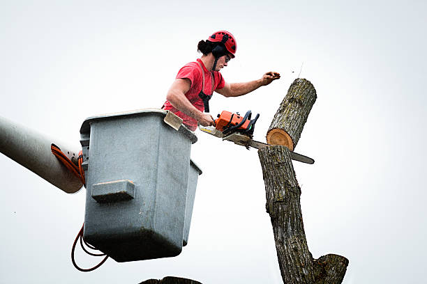 Tree and Shrub Care in Fort Valley, GA