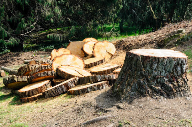 How Our Tree Care Process Works  in  Fort Valley, GA